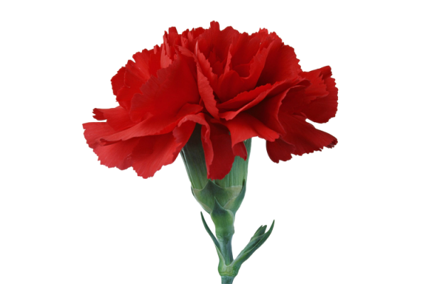 Гвоздика обычная